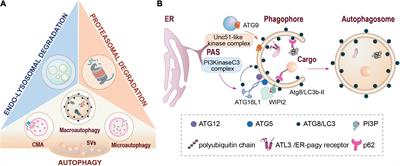 Organization of Presynaptic Autophagy-Related Processes